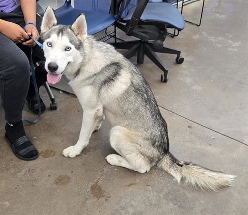 Photo of Iker, adoptable Siberian Husky in Dallas, Texas