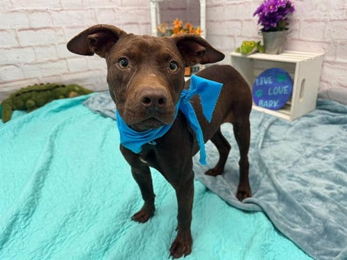 Photo of Eichel, adoptable Pit Bull Terrier in Detroit, Michigan