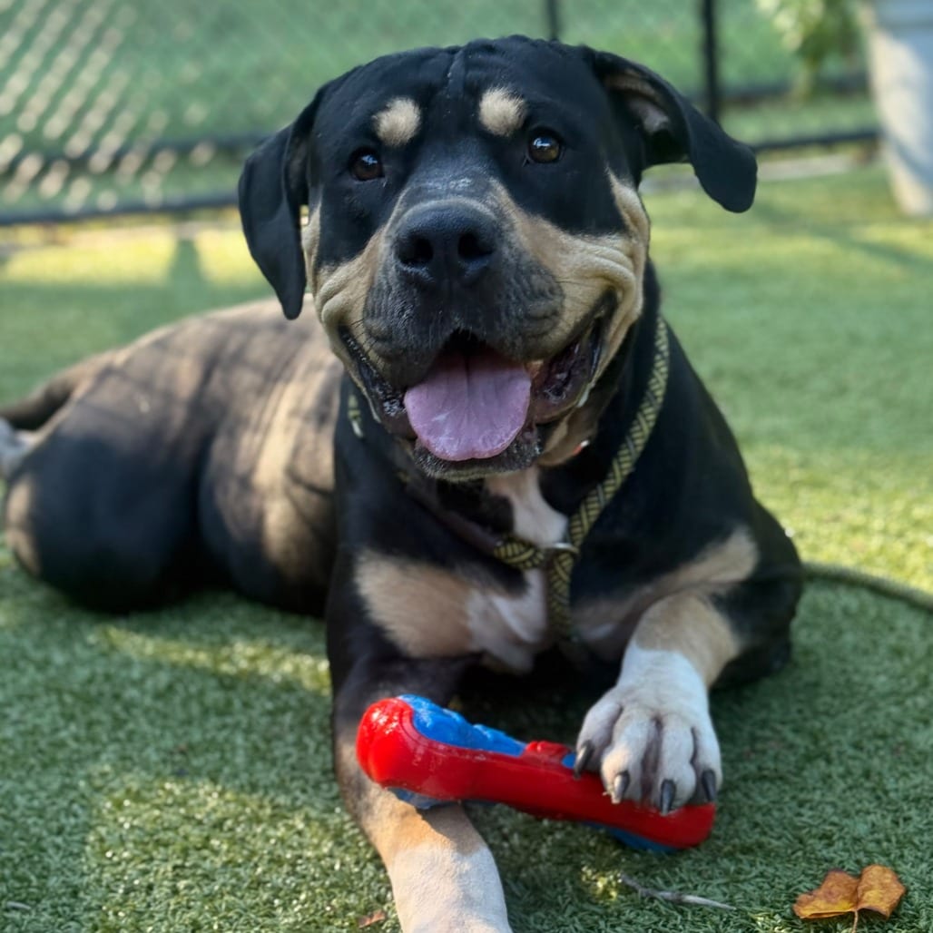 Photo of Tank, adoptable Bernese Mountain Dog / Terrier, American Staffordshire in Greensboro, North Carolina