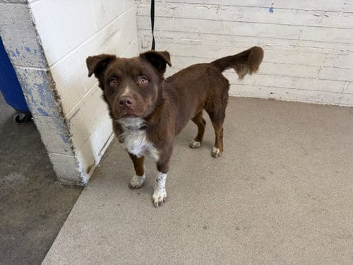 Photo of Fozzie, adoptable Australian Shepherd in San Bernardino, California