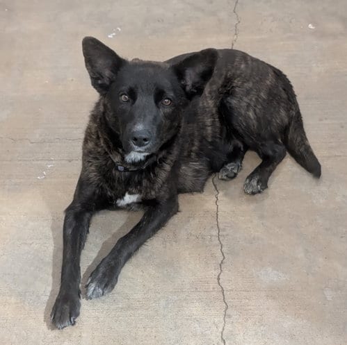 Photo of Nelly, adoptable Unknown breed in Chinook, Montana