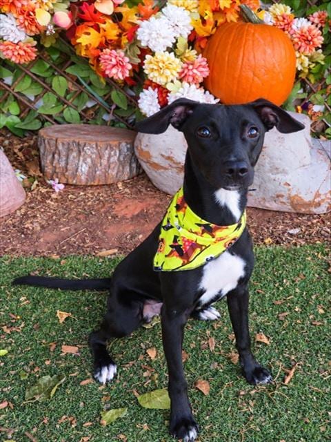 Photo of Honcho, adoptable Whippet in Oklahoma City, Oklahoma