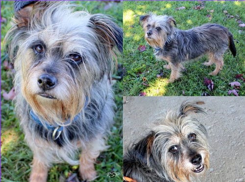 Photo of Count Olaf, adoptable Miniature Schnauzer in Fort Wayne, Indiana