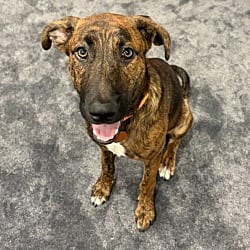 Photo of Jaxson, adoptable Mountain Cur Mixed Breed (Medium) in Christiansburg, Virginia