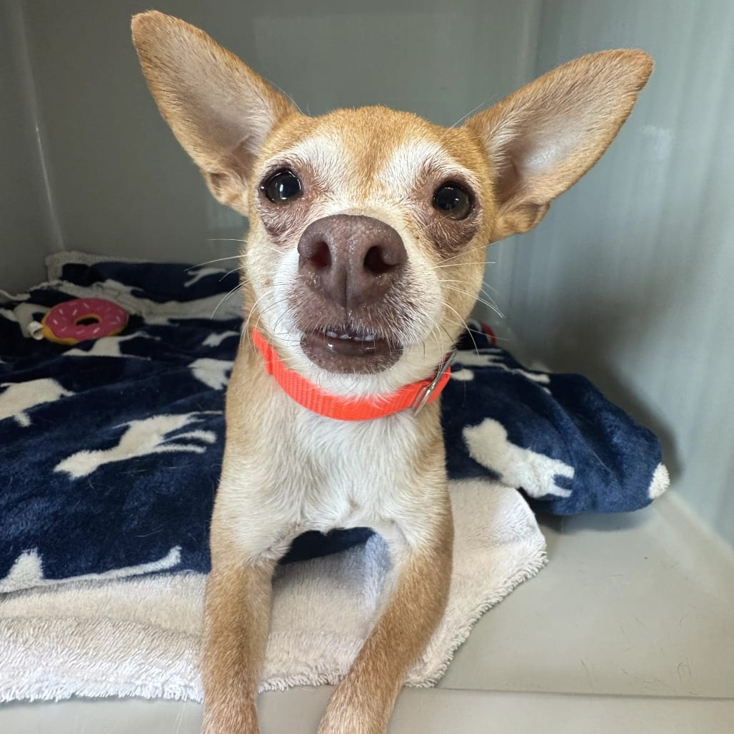 Photo of Teeco, adoptable Chihuahua, Short Coat in St. Charles, Missouri