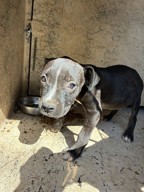 Photo of A481226, adoptable Pit Bull Terrier in Oklahoma City, Oklahoma