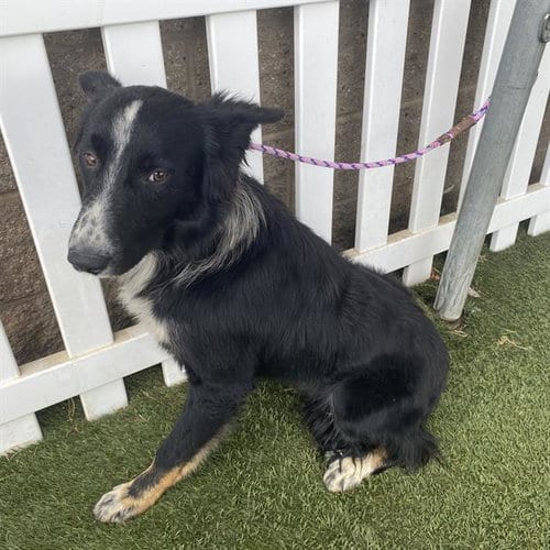 Photo of A614684, adoptable Border Collie in Modesto, California