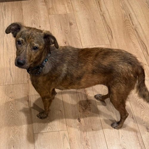 Photo of Papaya, adoptable Whippet in Brooklyn Center, Minnesota