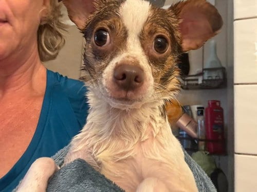 Photo of Buddy, adoptable Chihuahua in Forest, Virginia