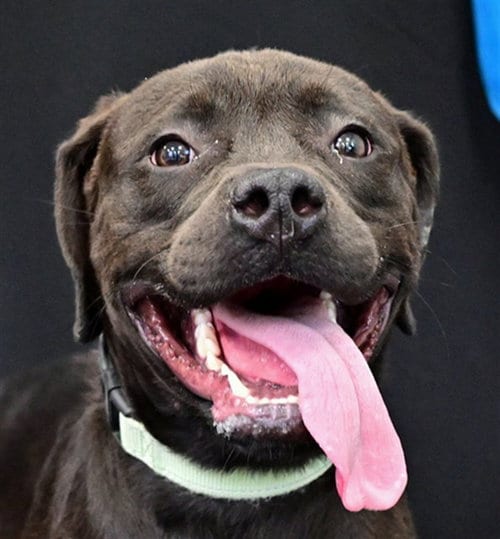 Photo of Sally Marie, adoptable American Pit Bull Terrier in Ocala, Florida