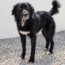 Photo of Henry 8895, adoptable Labrador Retriever Mixed Breed (Medium) in Loxahatchee, Florida