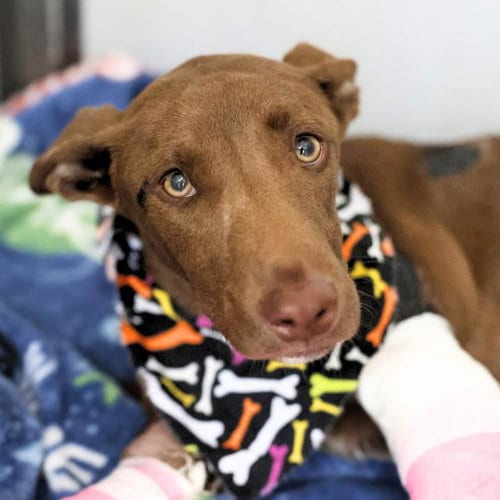 Photo of Cassie, adoptable Labrador Retriever in San Antonio, Texas
