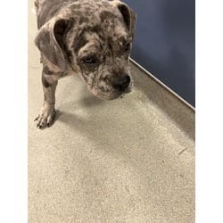 Photo of Spots, adoptable French Bulldog in Doral, Florida