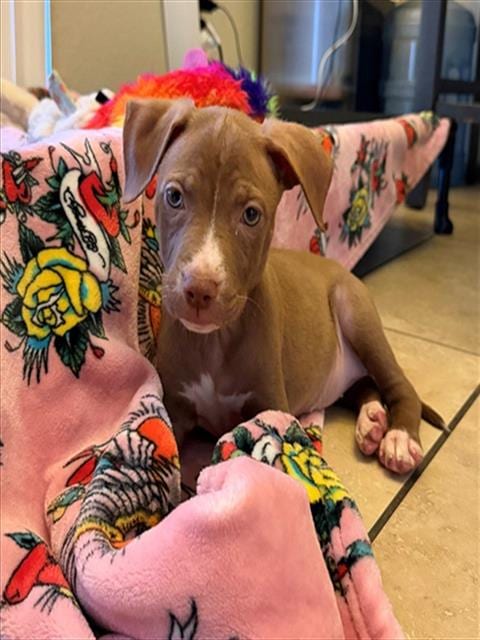 Photo of Red, adoptable Pit Bull Terrier in San Bernardino, California