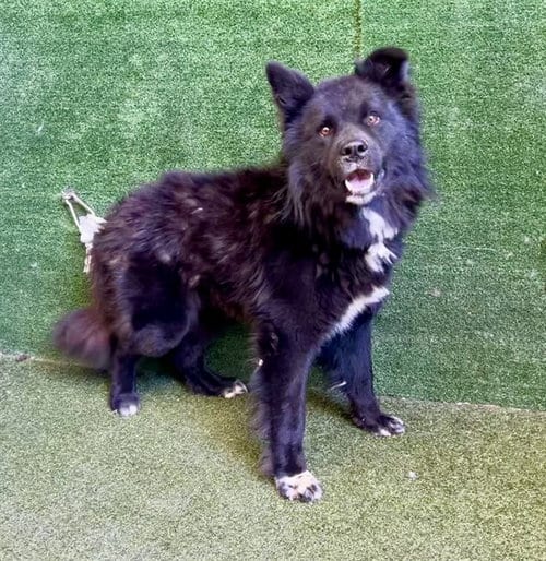 Photo of Carson, adoptable Chow Chow in Lancaster, California