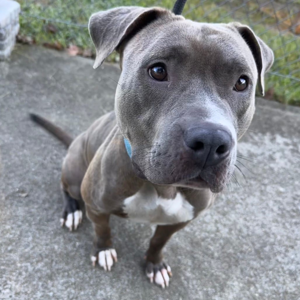 Photo of Mya, adoptable Terrier, Pit Bull in Chesapeake, Virginia