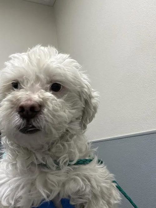 Photo of Icy, adoptable Maltese in Las Vegas, Nevada