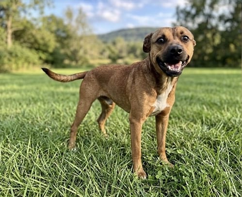 Photo of TJ, adoptable Retriever in Pasadena, California