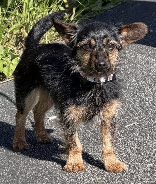Photo of Rukus, adoptable Yorkshire Terrier Yorkie in Canfield, Ohio