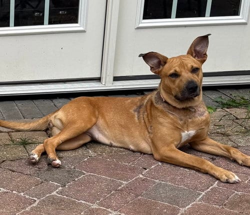 Photo of Sierra, adoptable Labrador Retriever in Herndon, Virginia