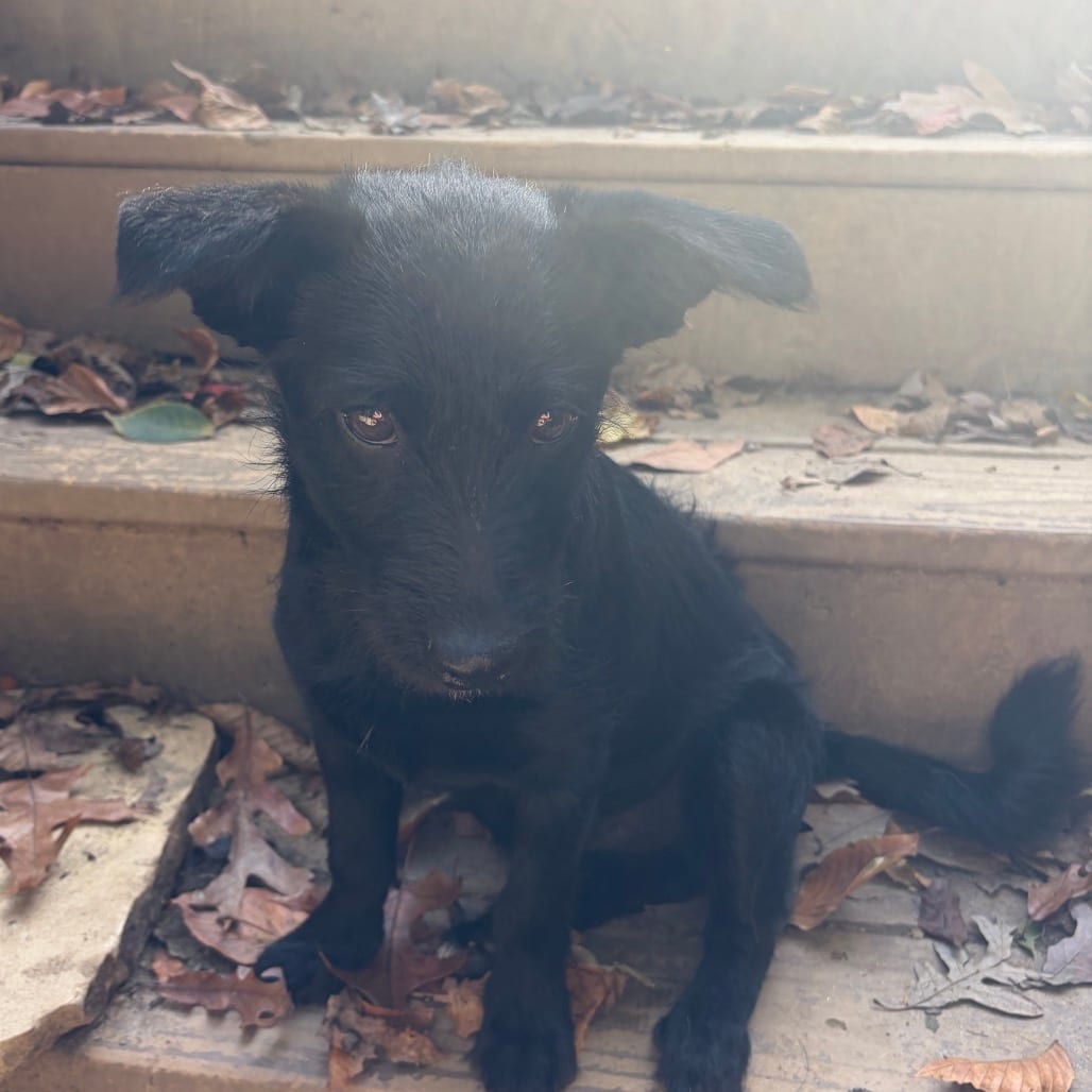 Photo of Leonard, adoptable Poodle / Terrier, Fox in West Chester, Pennsylvania