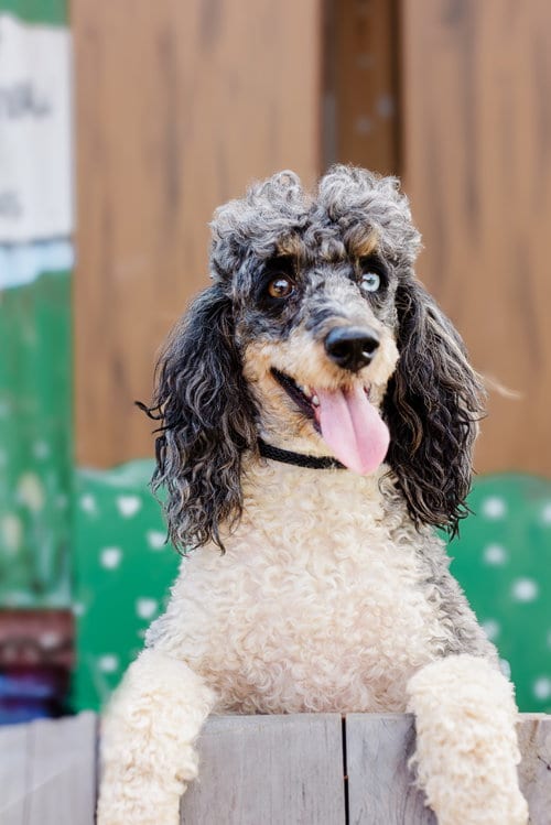 Photo of Simba - Dec 24, adoptable Poodle (Miniature) in Pacolet, South Carolina