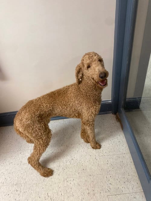 Photo of Max, adoptable Poodle (Standard) in Raleigh, North Carolina