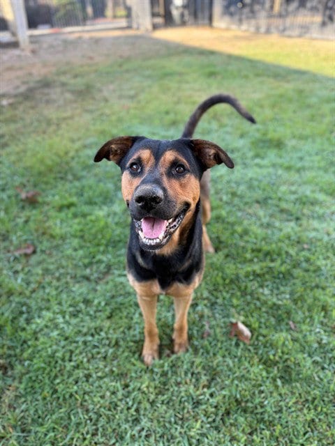 Photo of Tustin, adoptable Pit Bull Terrier in Riverside, California