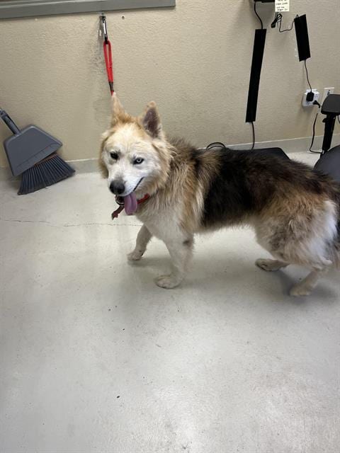 Photo of Dante, adoptable Siberian Husky in Santa Cruz, California
