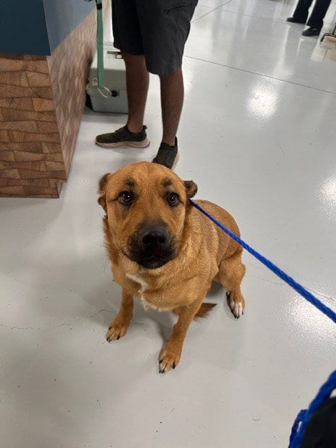Photo of A080992, adoptable Rottweiler in Temple, Texas