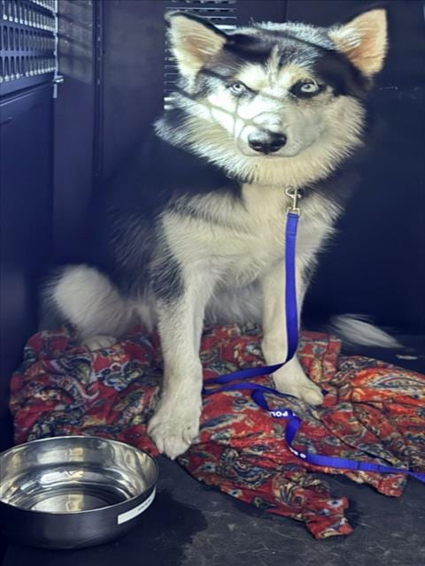 Photo of Luka, adoptable Siberian Husky in Derwood, Maryland