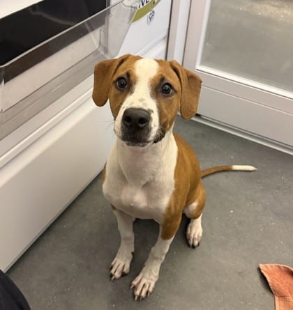 Photo of Mary Jane, adoptable Mixed Breed in New Orleans, Louisiana