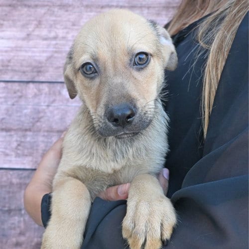 Photo of Bourbon, adoptable Unknown breed in Rancho Santa Fe, California