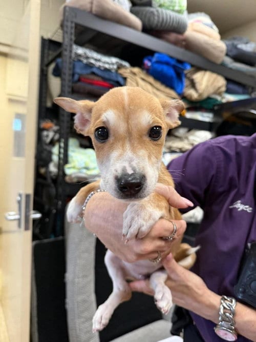 Photo of Jamye, adoptable Australian Cattle Dog/Blue Heeler in Rockwall, Texas