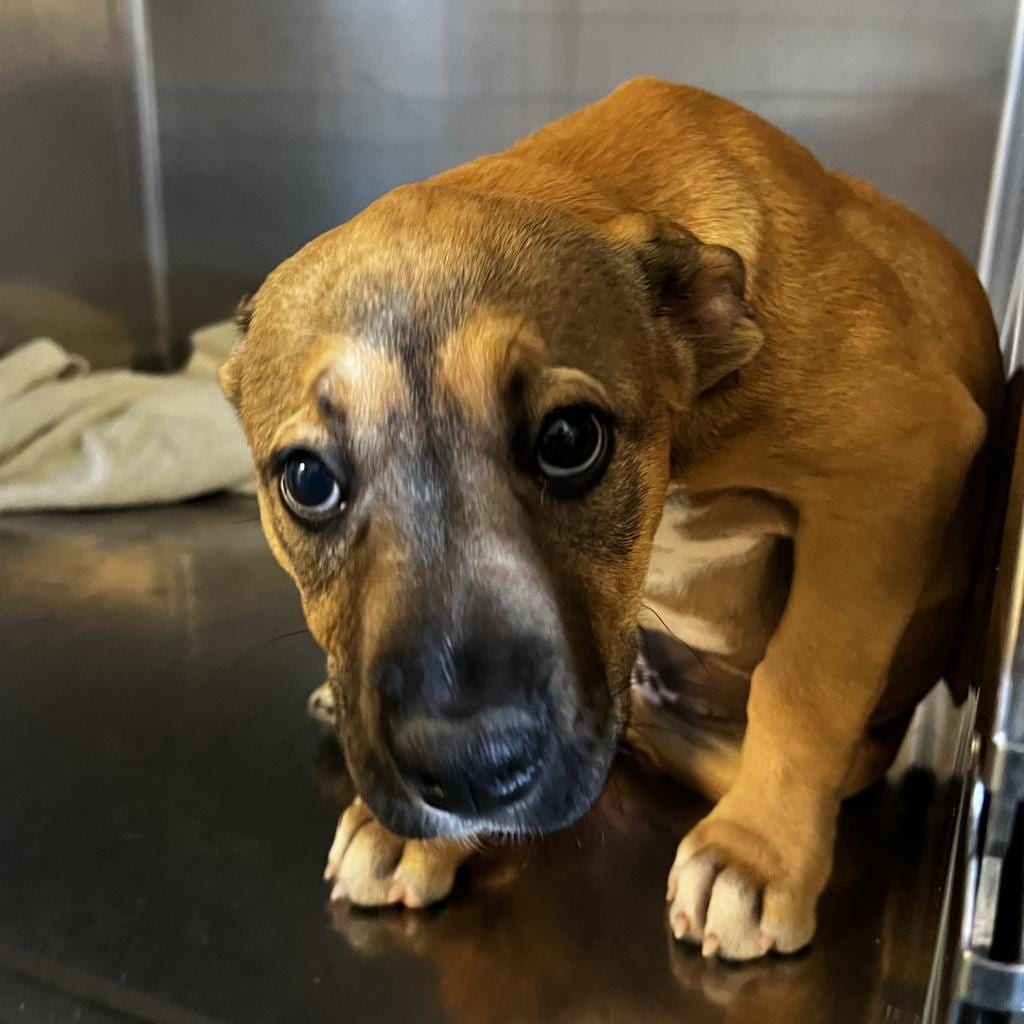 Photo of Rose, adoptable Mixed Breed (Medium)
