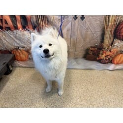 Photo of Thor, adoptable Samoyed in Doral, Florida
