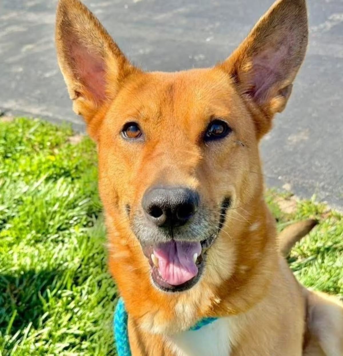 Photo of Dingo, adoptable Carolina Dog/Shepherd (Unknown Type) in Columbia, Illinois
