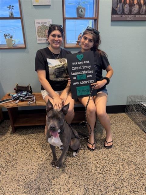 Photo of Raya, adoptable Pit Bull Terrier in Tracy, California