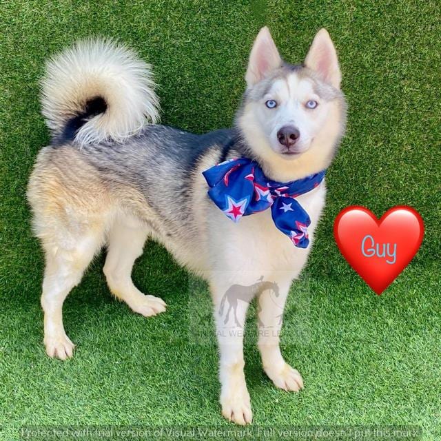 Photo of Guy, adoptable Siberian Husky in Chicago Ridge, Illinois