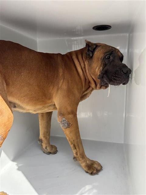 Photo of Enzo, adoptable Mastiff mix in Houston, Texas