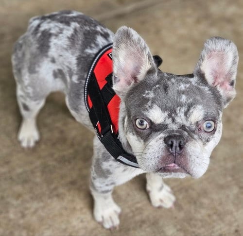 Photo of Wyatt (Special Needs), adoptable French Bulldog in Lake Elsinore, California