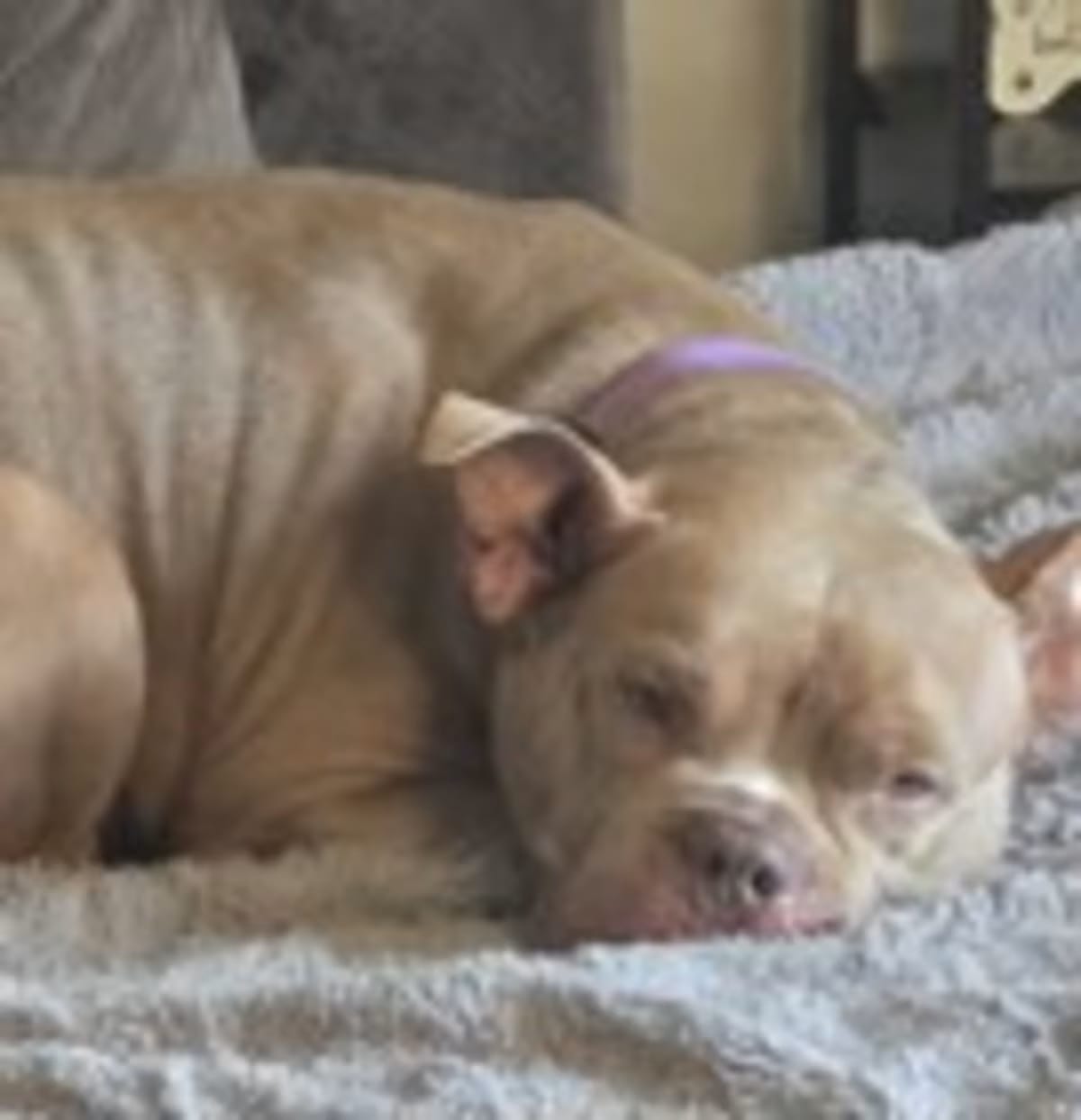 Photo of Sammey, adoptable American Pit Bull Terrier in Palatine, Illinois
