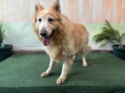 Photo of Kato, adoptable German Shepherd Dog in Baldwin Park, California