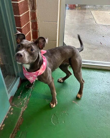 Photo of A524904, adoptable Pit Bull Terrier in Wilmington, North Carolina