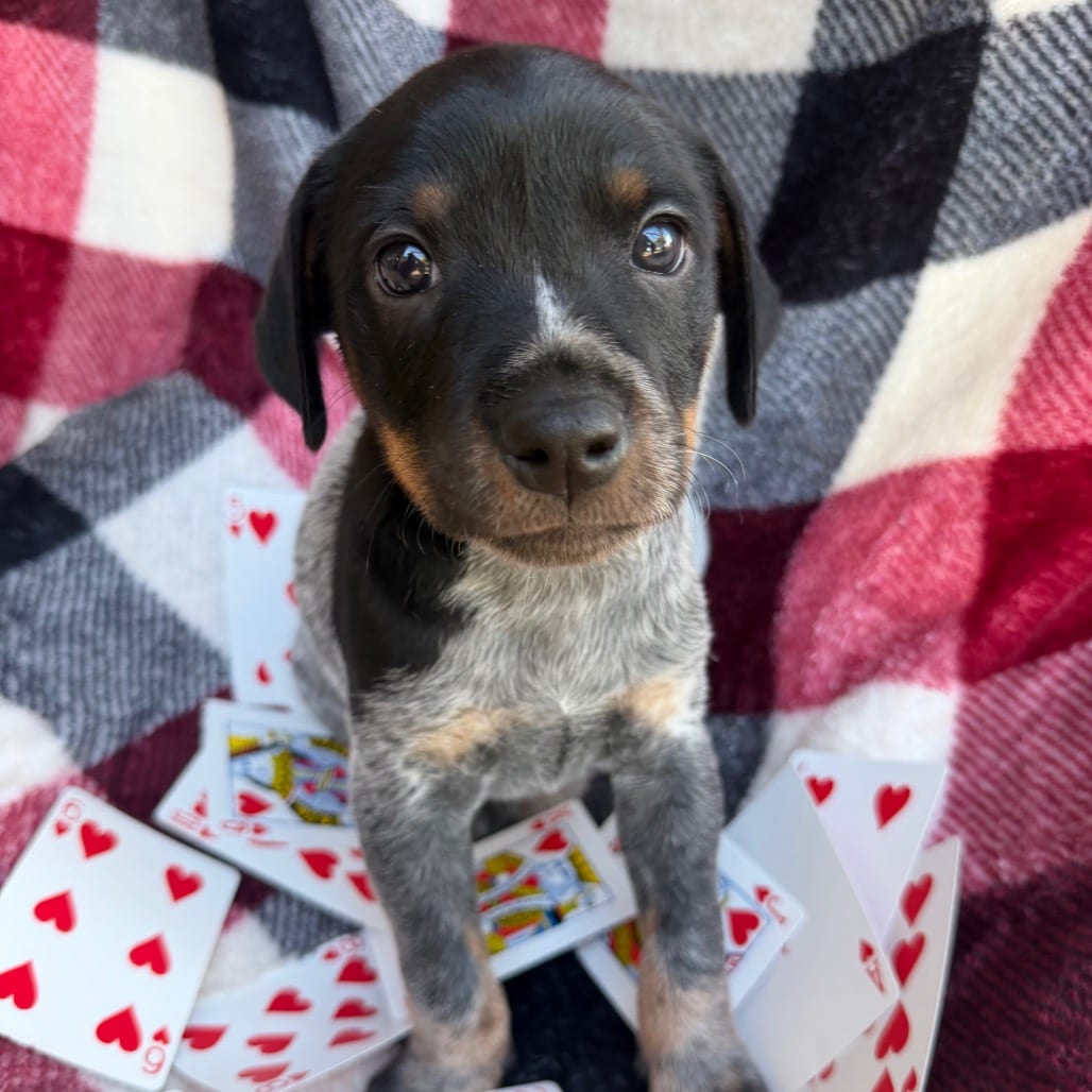 Photo of Hearts, adoptable Cattle Dog / Pei, Shar in Kanab, Utah