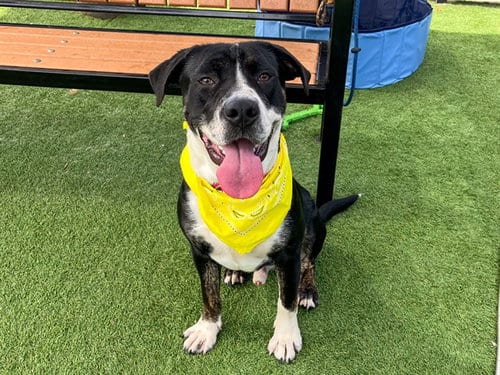 Photo of Gengar, adoptable Pit Bull Terrier in Orange, California