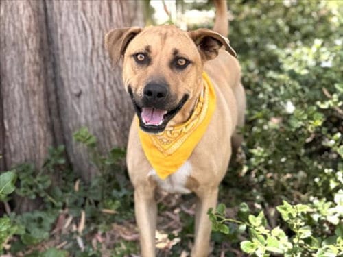 Photo of Max, adoptable Labrador Retriever in San Pedro, California