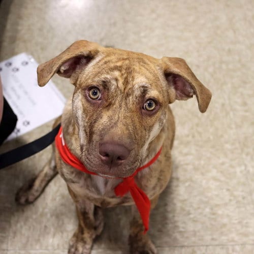 Photo of Granny's Pup Christie, adoptable Labrador Retriever in Chantilly, Virginia