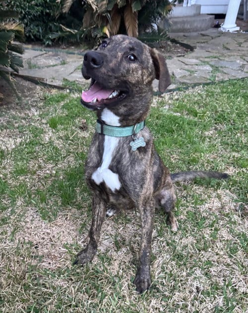 Photo of Jekyll, adoptable Plott Hound in Rosenberg, Texas