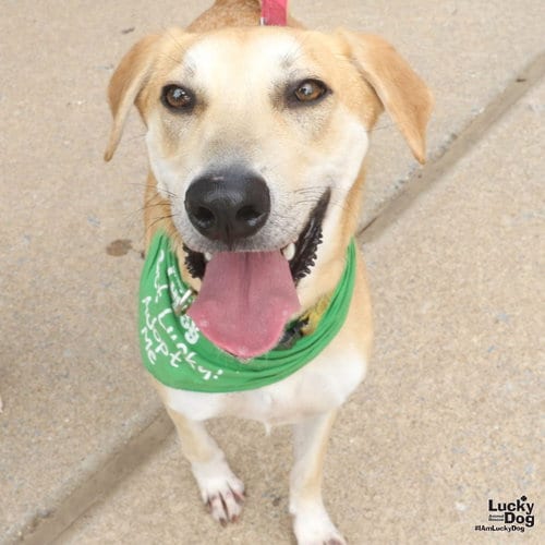 Photo of Jared, adoptable Labrador Retriever in Washington, District of Columbia